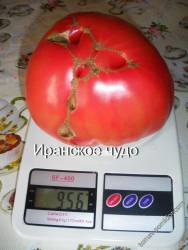 Иранское чудо.jpeg