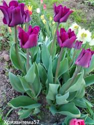 IMG_20260513_200334.jpg