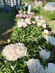 IMG_20260619_184329_322.jpg