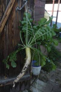 1.thumb.JPG.991b621fac6f74d3e7b5e3a9e4d1f079.JPG