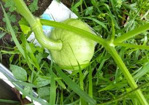 IMG_20260726_121347_1~2.jpg