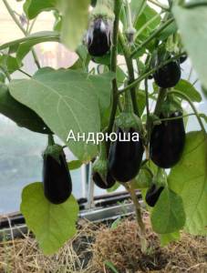 IMG_20260720_210416~2.jpg