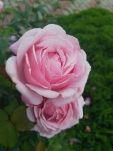 1387618667_.thumb.jpg.96ab6ad4a32ff12af593b864f647af22.jpg