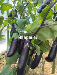 IMG_20260729_143906~2.jpg
