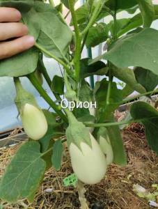IMG_20260720_210200~2.jpg