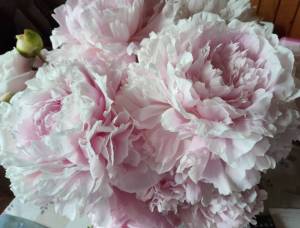 IMG_20260626_115310~2.jpg
