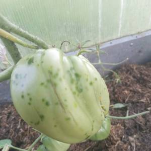 20260714_063113.thumb.jpg.296cb08c4cd8328ec9ea2d03a15eace9.jpg