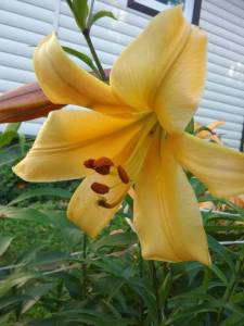 20260722_084755.thumb.jpg.58ab9d046a3aac4a28d6ccee515b2051.jpg