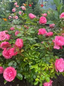 2780FF8D-D56D-414E-9B1B-20067B528741.jpeg