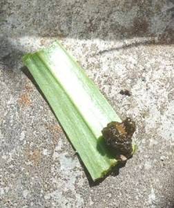 3.thumb.JPG.4031ab163b2bfa66d3c5030aa750091f.JPG