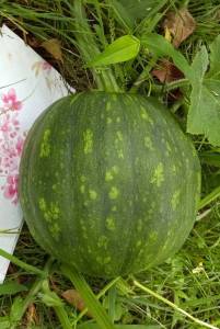 IMG_20260731_135453_1~2.jpg