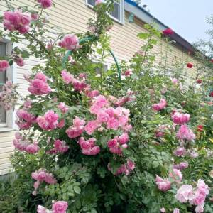 5zS6c-58.thumb.jpg.e9d26bd78a6bc1e470ade77423e849a5.jpg