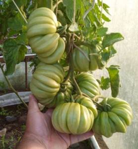 6.thumb.JPG.5cfc174c5a7a58abc93973d403d3f58b.JPG