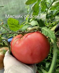 IMG_20260715_193720~2.jpg
