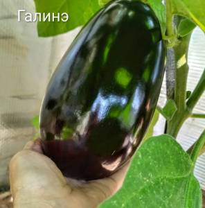 IMG_20260712_161912~2.jpg
