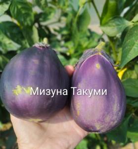 IMG_20260729_144907~2.jpg
