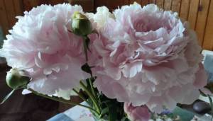 IMG_20260624_145212~2.jpg