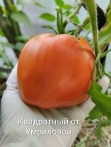 IMG_20260715_193600~2.jpg