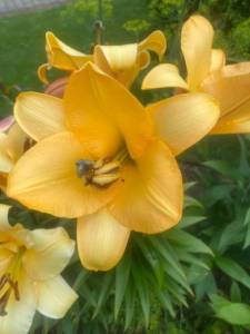 E2A7F957-2353-4BB7-B59C-54FF81C8A5ED.jpeg