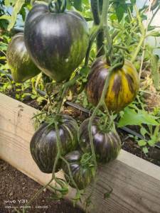 IMG-20250708-WA0016.thumb.jpg.646621586849b31d01591c0ecd30a3e1.jpg