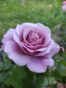 IMG-20260704-WA0003.jpg