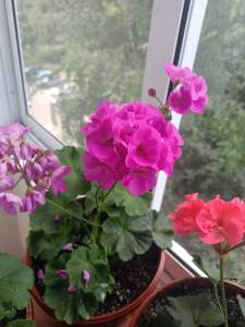 IMG20260703134126.jpg