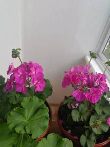 IMG20260703134131.jpg