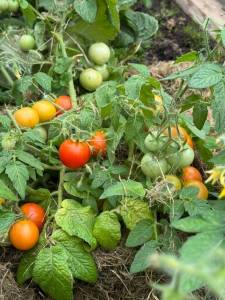 IMG_0265.thumb.jpeg.05bd2fedbde99e9a834e1b975d3e3ba8.jpeg