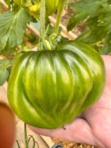 IMG_0516.jpeg