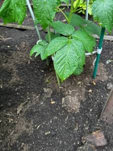 IMG_1016.jpeg