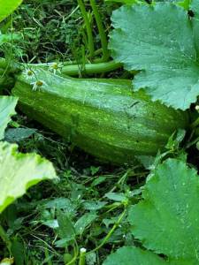 IMG_1217.jpeg