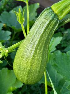 IMG_1218.jpeg