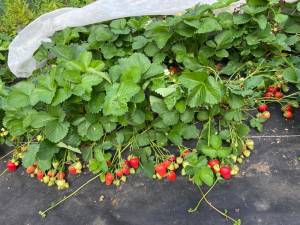 IMG_1339.thumb.jpeg.5c2a212960c7a48f9d7ae943e6466655.jpeg