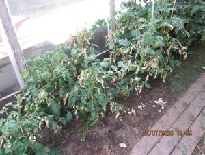 IMG_1398.thumb.JPG.3e161143adc335b9e383b785f40f4494.JPG