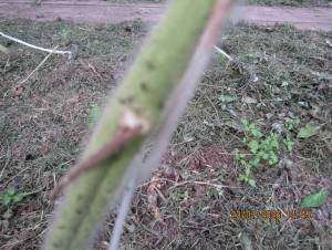 IMG_1400.thumb.JPG.9d78e84426ead5faed37450453316928.JPG