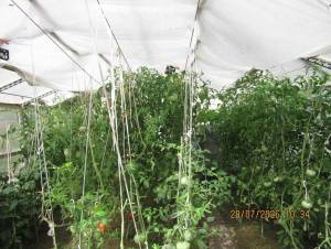 IMG_1408.thumb.JPG.1be8c7caf6a49b73b7b3d5110e0e7dff.JPG