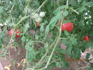IMG_1409.thumb.JPG.074d34a3f3345cd3ce7a5ba2b7c32587.JPG