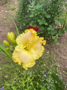 IMG_1444.thumb.jpeg.57ea674d8d02a044db880c3a2860df8e.jpeg