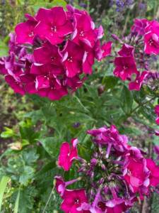 IMG_1451.thumb.jpeg.52507ec26e7d28236dbe427e394591bc.jpeg