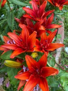 IMG_1549.jpeg