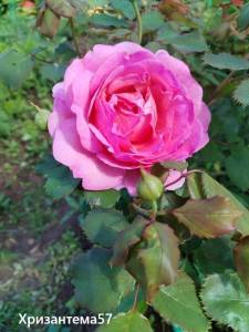 IMG_20260630_092526.thumb.jpg.8ab51a719169d48e6e2f2c38271848e8.jpg