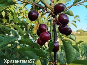 IMG_20260701_193323.thumb.jpg.df89e0b4a4dab498184b56ca8c836057.jpg
