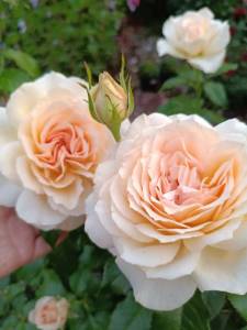 IMG_20260703_133031_417.thumb.jpg.c32a4692d44f408c4c5d7c6e3895b120.jpg