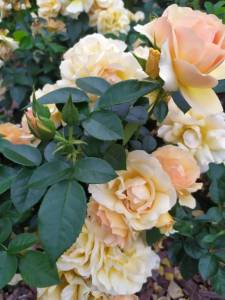 IMG_20260703_133207_257.thumb.jpg.a974a6410165df1dcd6532c1bd4c508e.jpg