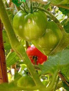 IMG_20260703_162539.thumb.jpg.a5b5c089a80afab4c005f7a02b00f6df.jpg