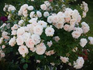 IMG_20260703_175838.thumb.jpg.b49670c414bf1ae4bbc5cccfe84f1fa3.jpg