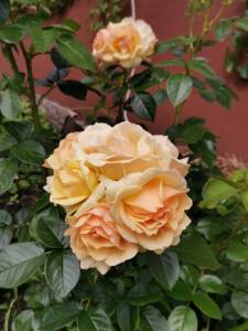 IMG_20260704_132118.jpg