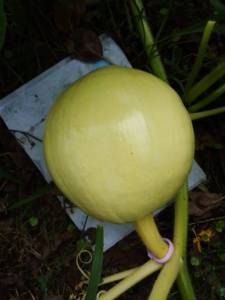 IMG_20260706_094922_874.jpg