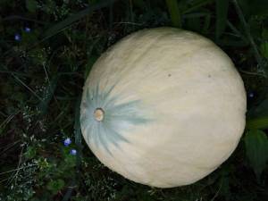 IMG_20260706_095205_480.jpg