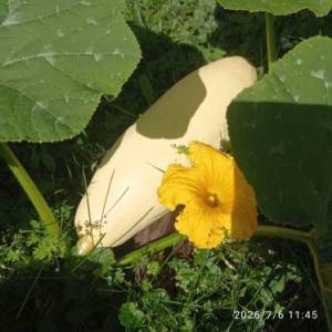 IMG_20260706_114555.thumb.jpg.cb54f5db936eec3d50c38351d9d2d49c.jpg